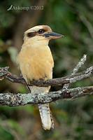 kookaburra 3557