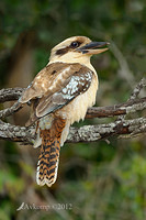 kookaburra 3563