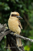 kookaburra 3568