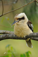 kookaburra 3569