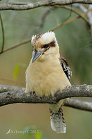 kookaburra 3571