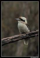 kookaburra 3669