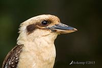 kookaburra 4120 001