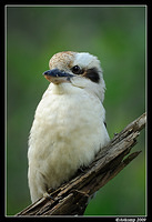 kookaburra 4393