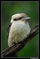 kookaburra 4395