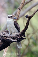 kookaburra 4490