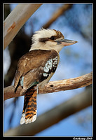 kookaburra 4741