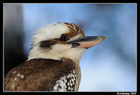 kookaburra 4743