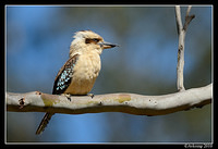 kookaburra 6443