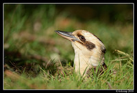 kookaburra 6449