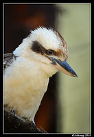 kookaburra 6455