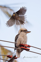 kookaburra and miners 14368