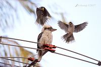 kookaburra and miners 14373