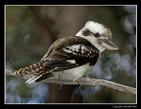 kookaburra-1