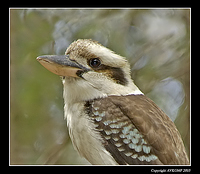 kookaburra-4