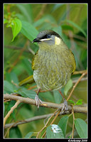 lewins honey eater 3984