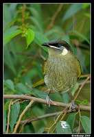 lewins honey eater 3985