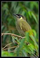 lewins honey eater 3988