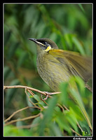 lewins honey eater 3991