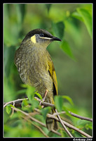 lewins honey eater 3992