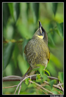 lewins honey eater 3994