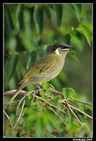 lewins honey eater 3996