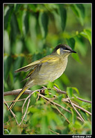 lewins honey eater 3997