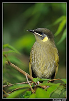 lewins honey eater 4000