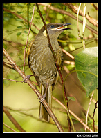 lewins honeyeater