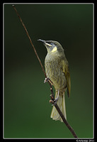 lewins honeyeater0144