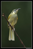 lewins honeyeater0147