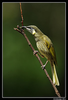 lewins honeyeater0158