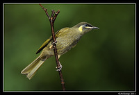 lewins honeyeater0159