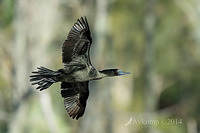 little black cormorant 12723