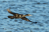 little black cormorant 14393