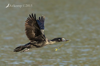 little black cormorant 19132