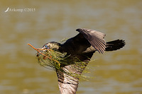 little black cormorant 19230