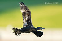 little black cormorant 2309