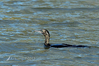 little black cormorant 6739