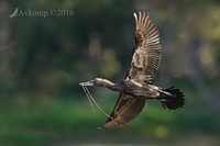 little black cormorant 7448