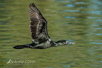 little black cormorant 7453