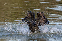 little black cormorant 7476