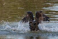 little black cormorant 7478