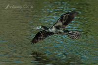 little black cormorant 7500