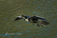 little black cormorant 7503