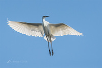 little egret 12778