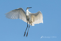 little egret 12779