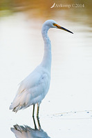 little egret 18979