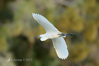 little egret 6786