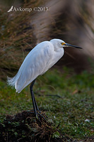 little egret 9889